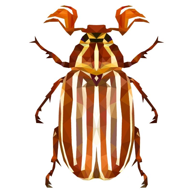 Coléoptère de la pastèque