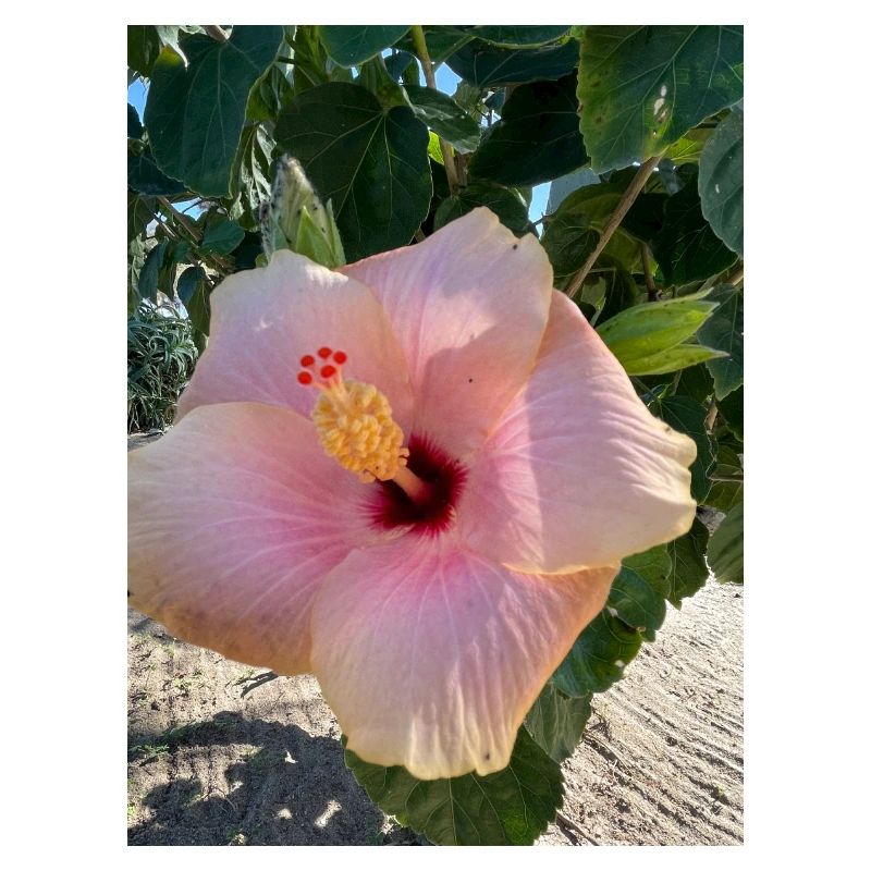 Hibiskus