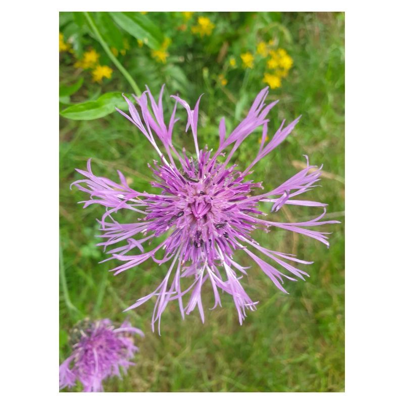 centaurée Centaurea scabiosa