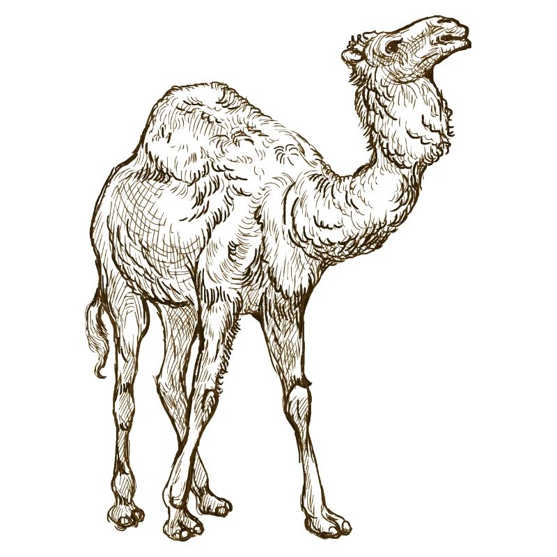 Wildtiere