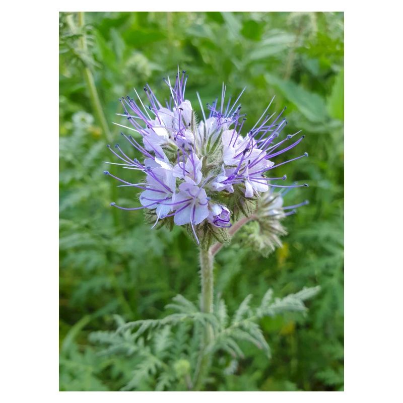 lacy phacelia also blue tansy also fiddleneck