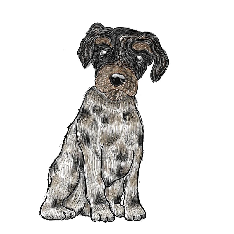 Yorkshire Biewer Terrier