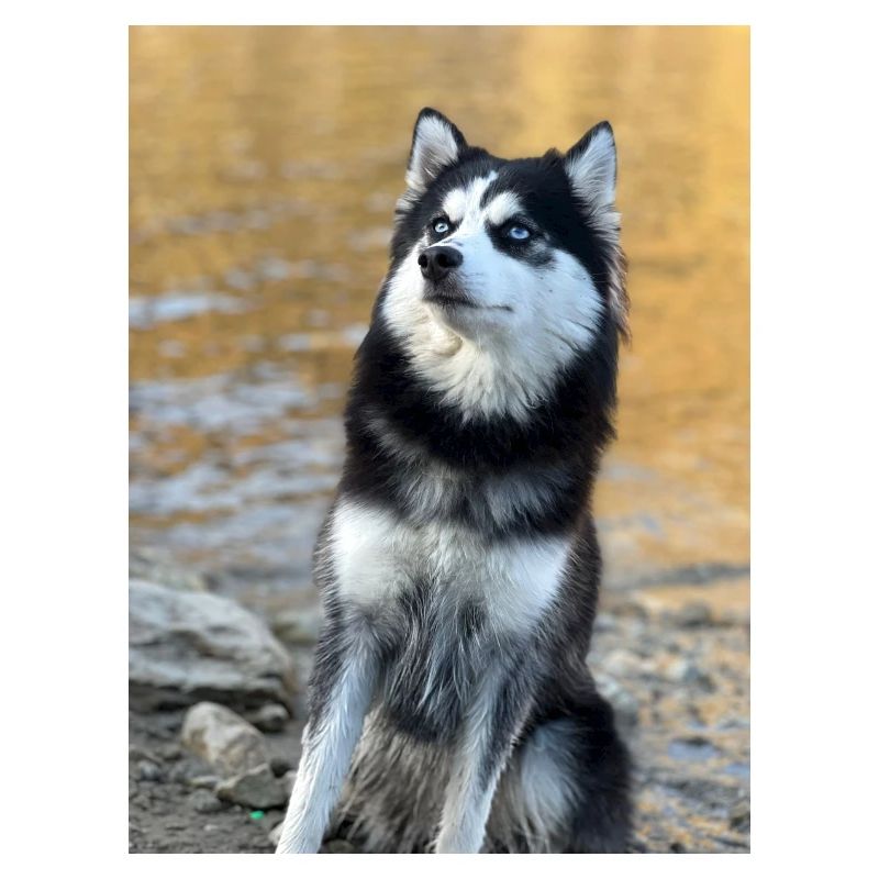 Husky