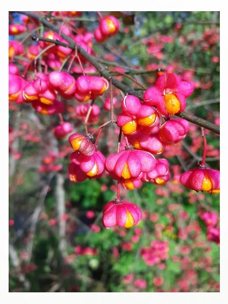 Spindle tree
