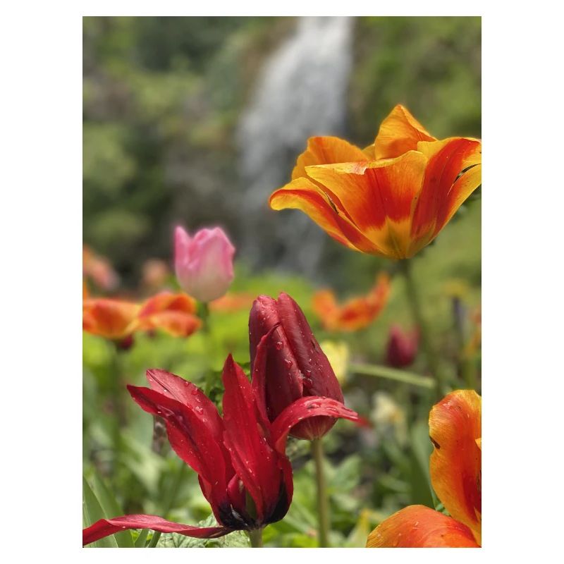 Tulpen bunt