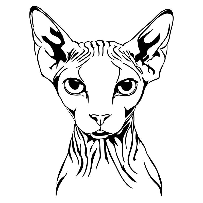 Portrait de chat SPHYNX race de chat chat Wilsigns