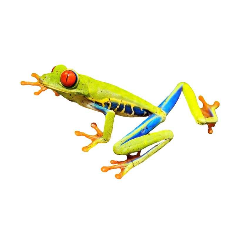 Giftiger Frosch