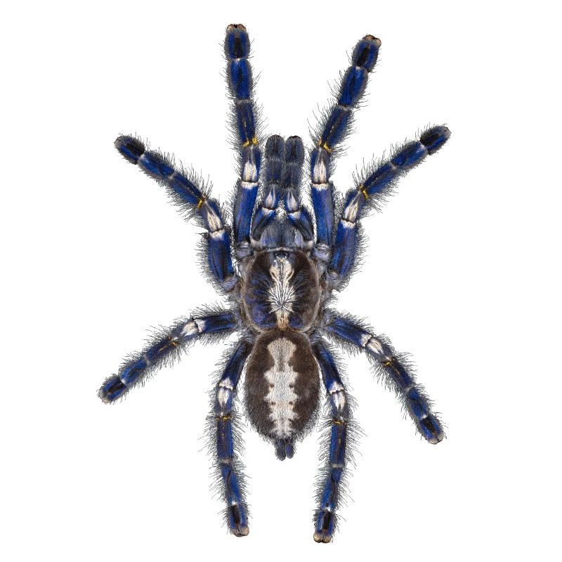 Poecilotheria