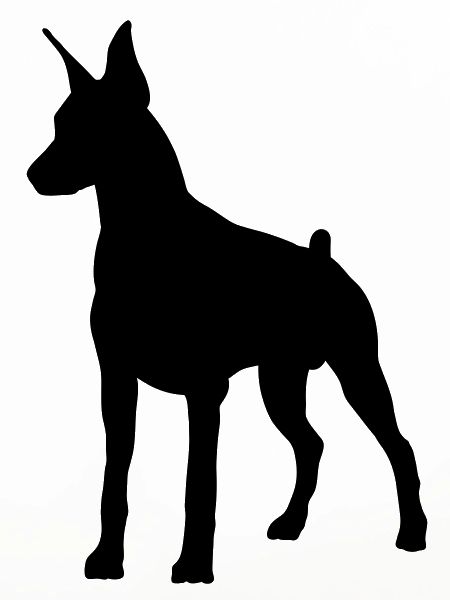 Dobermann Pincher