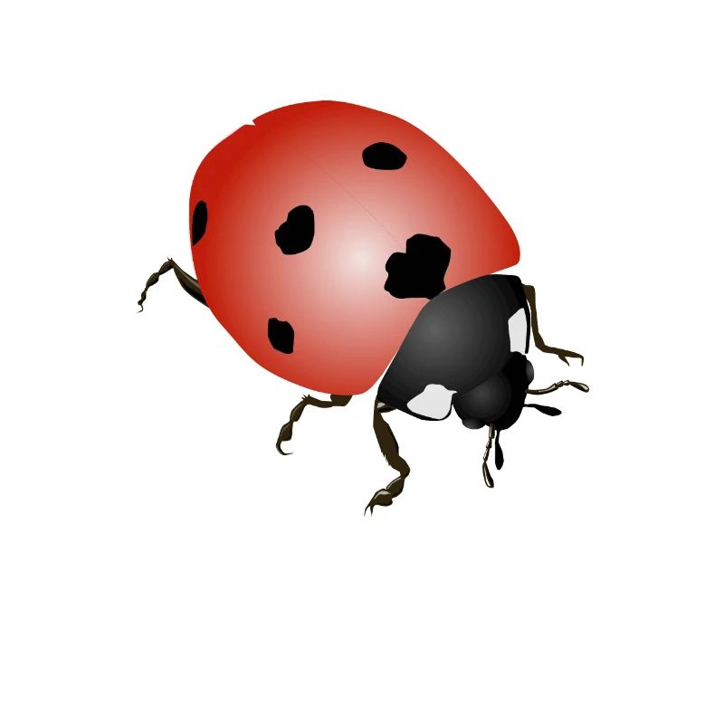 Marienkäfer