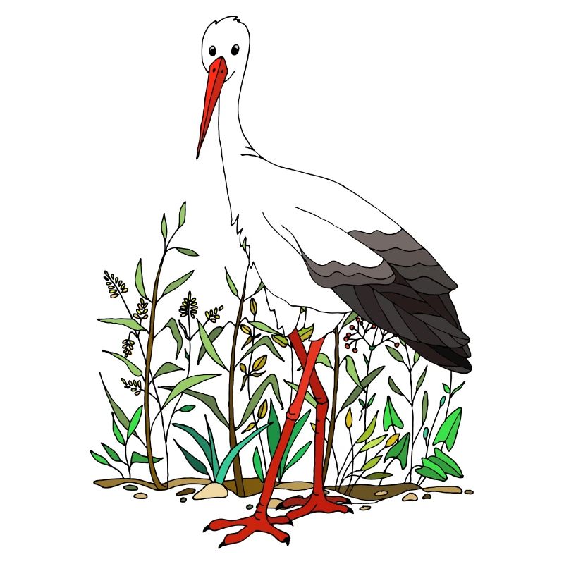 Storch