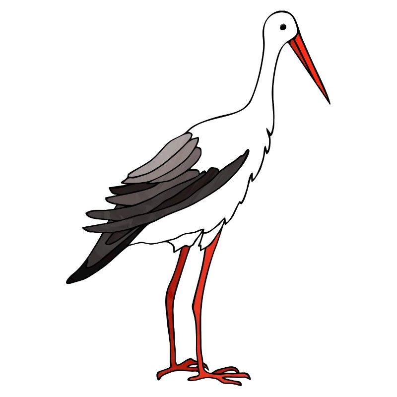 Storch