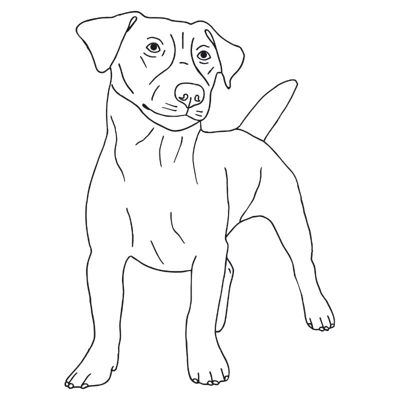Jack Russell Terrier