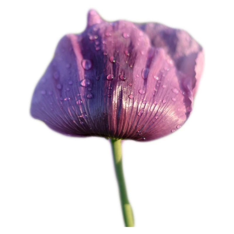 Mohnblume mit Regentropfen