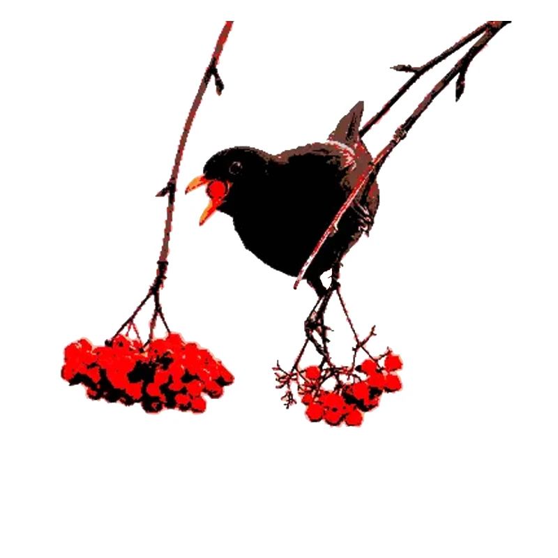Amsel mit Vogelbeeren