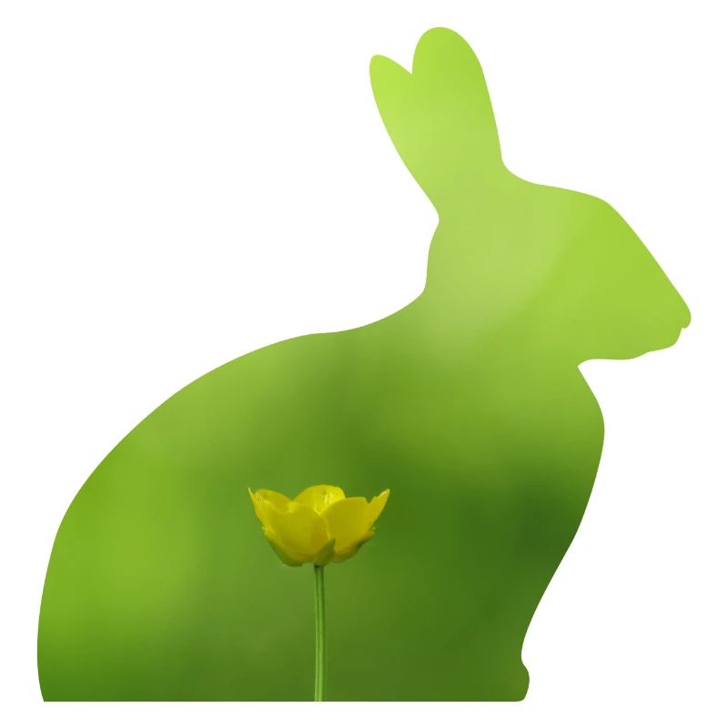 Hase