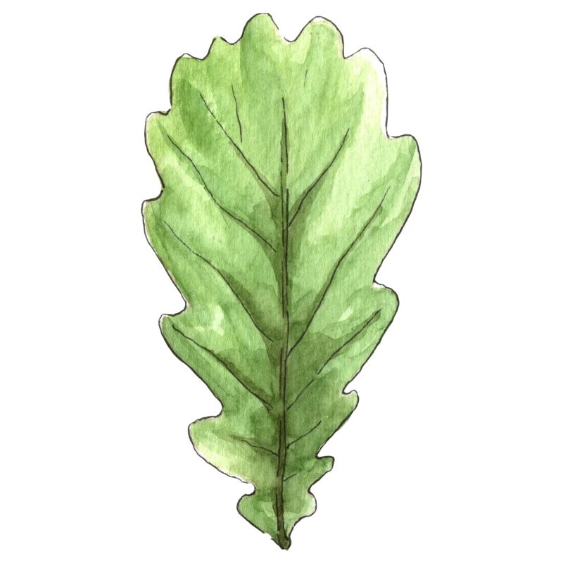 Blatt einer Eiche