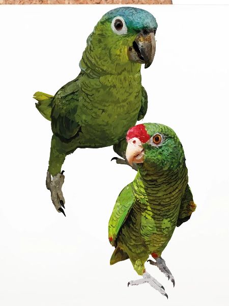 Amazon parrots