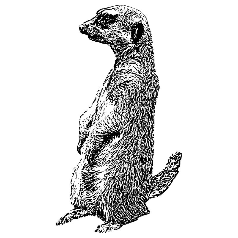 Erdmaennchen