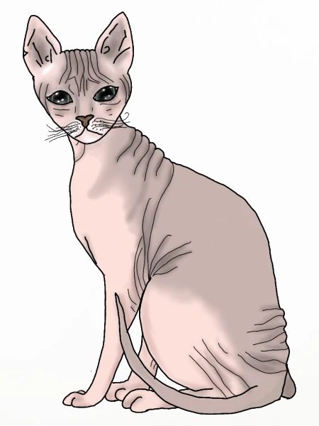Sphynx