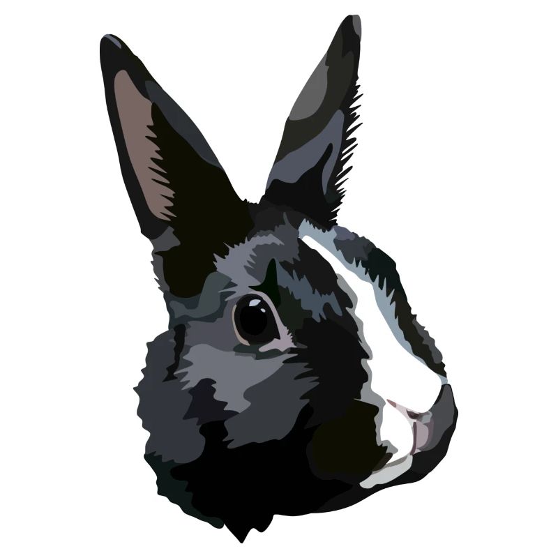 Rabbit black and white