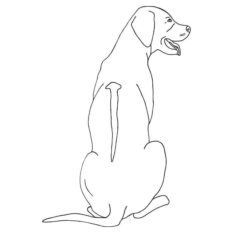 Rhodesian Ridgeback