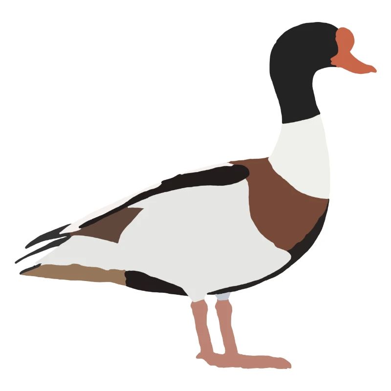 common shelduck
