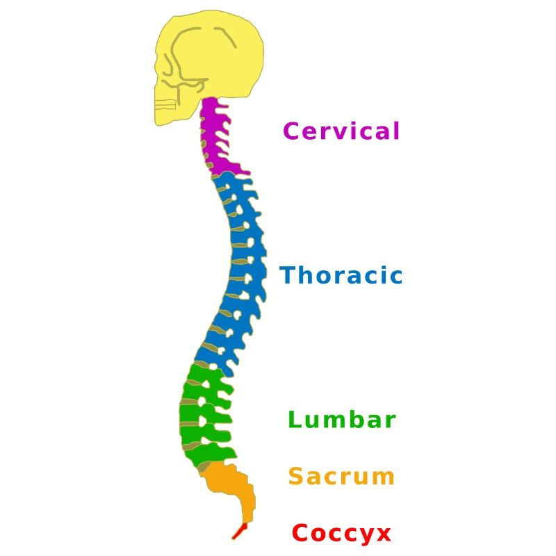 Wirbelsäule Spine Physio
