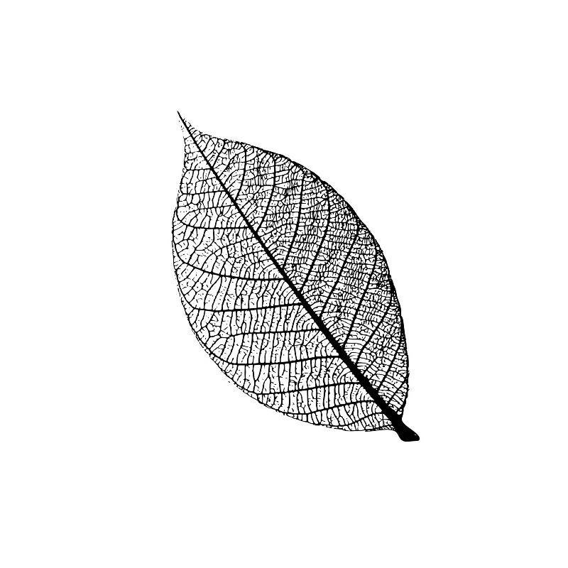 leaf tree forest skeleton pattern nerve love heart