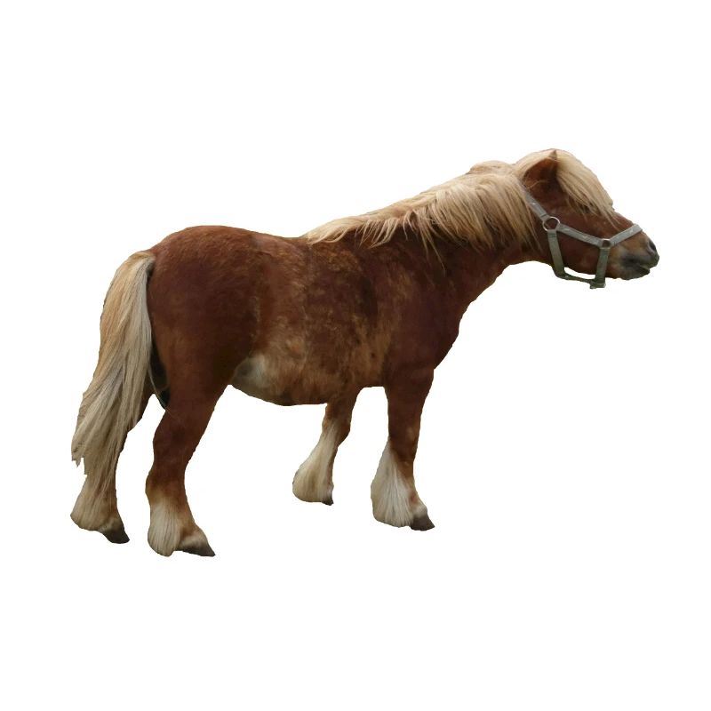 ponni