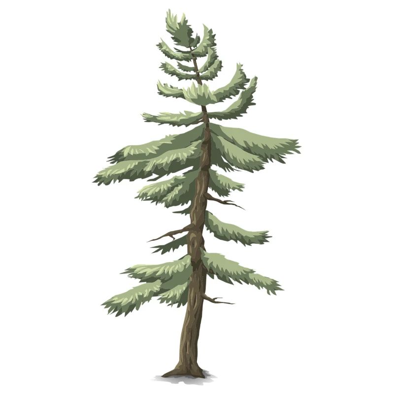 Nadelbaum