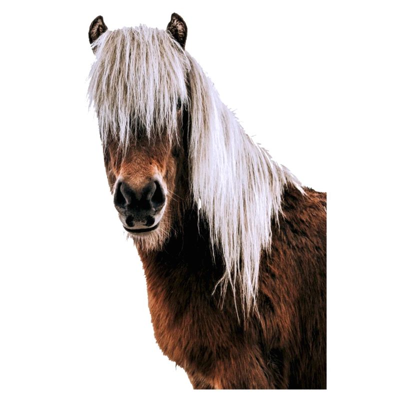 Pferd