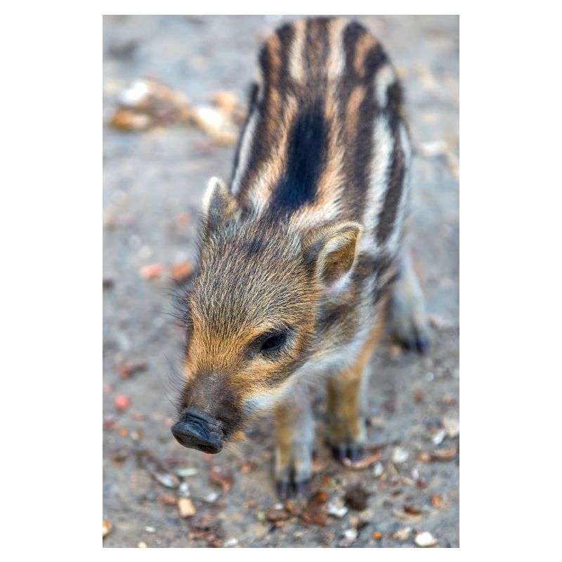 Boarling boar (Sus scrofa) in the forest
