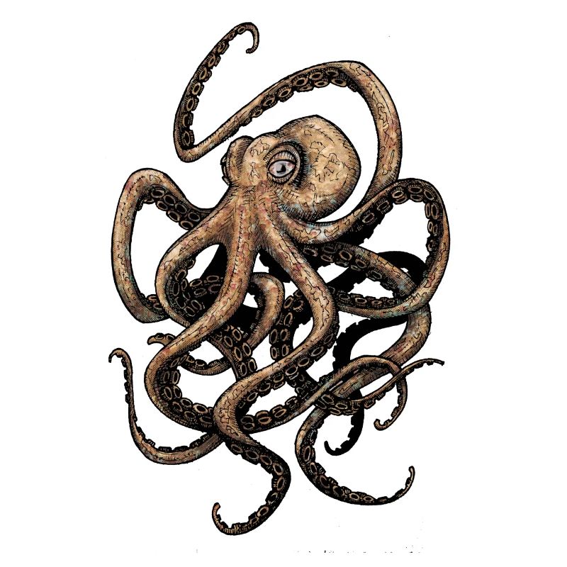 Octopus