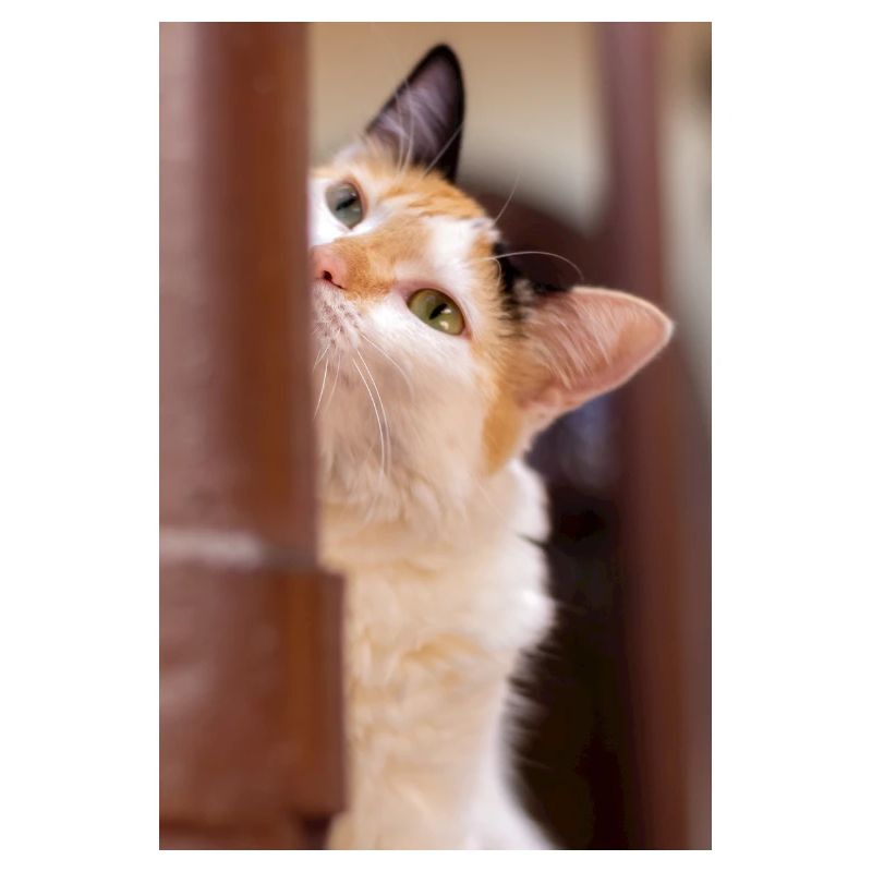 the cat
