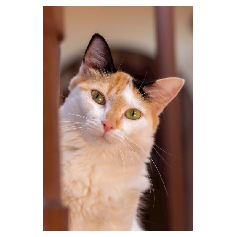 Die Katze