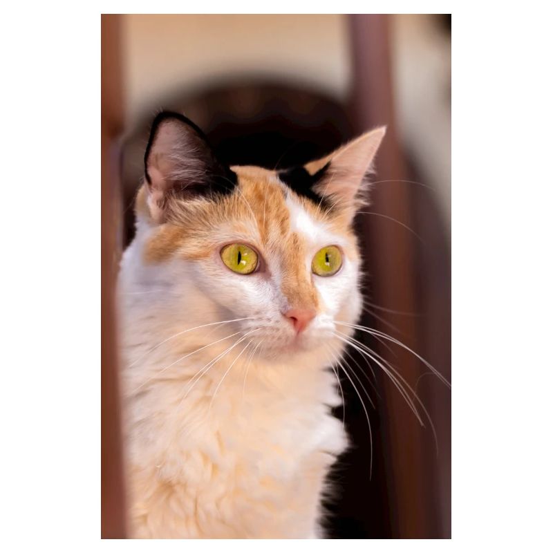 Katze