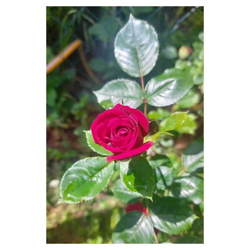 Rote Rose