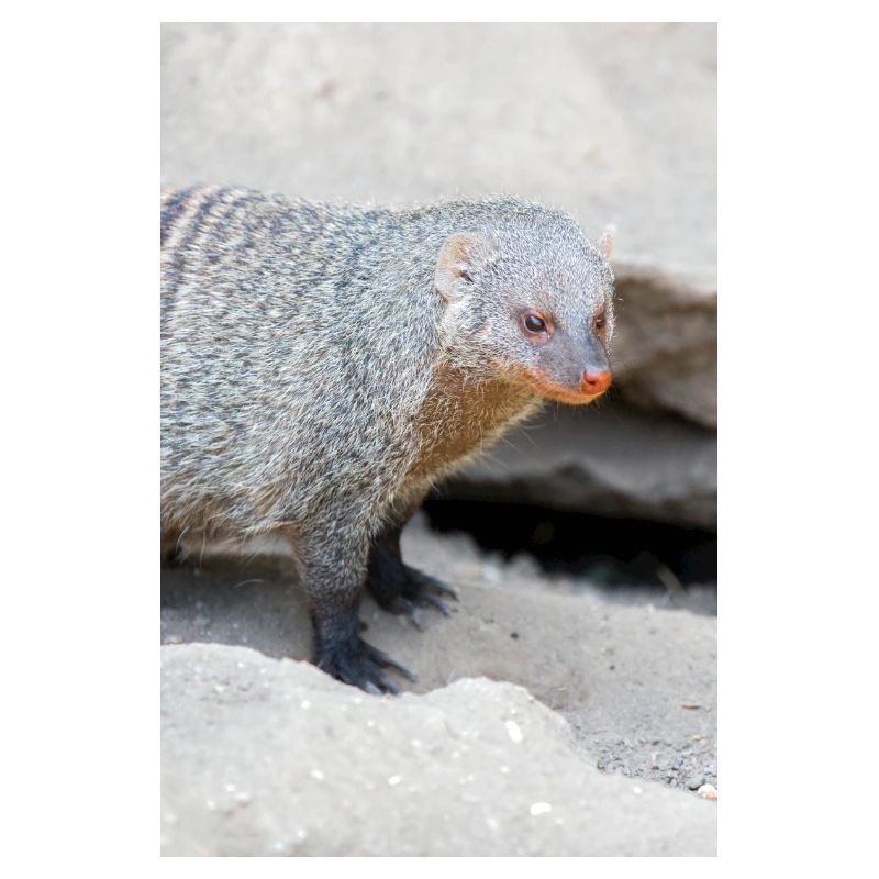 Gebänderte Manguste oder Zebramanguste