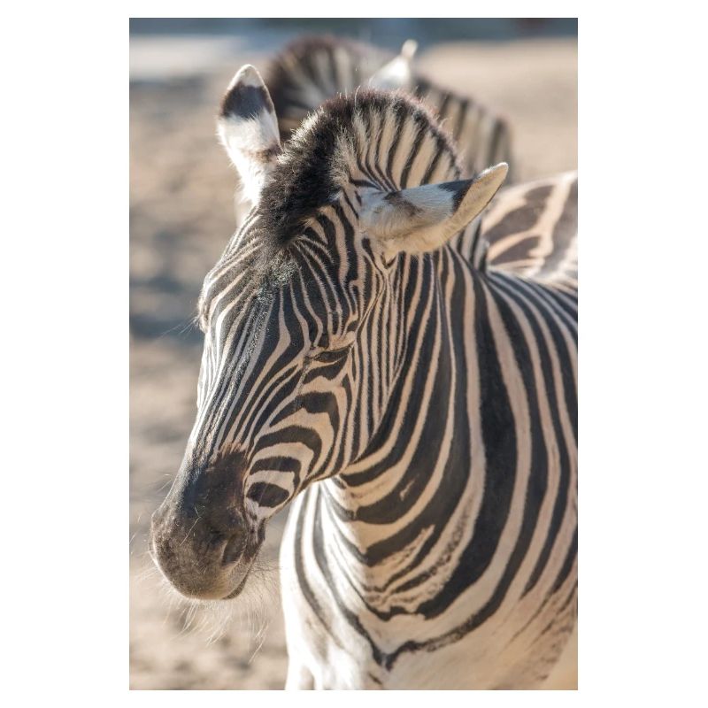 Zebra (in german Zebra or Zebras) Hippotigris