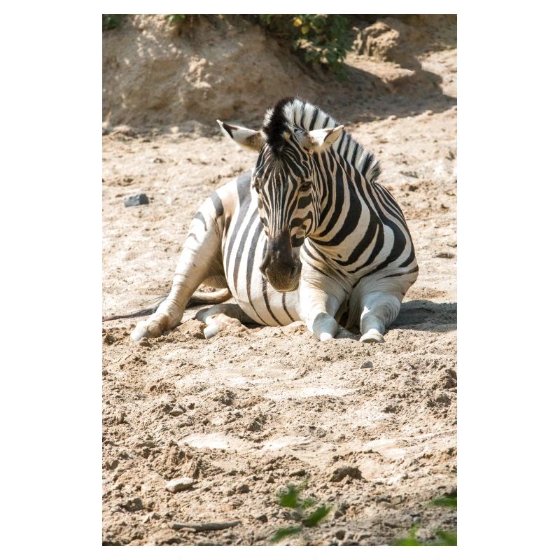 Zebra (in german Zebra or Zebras) Hippotigris