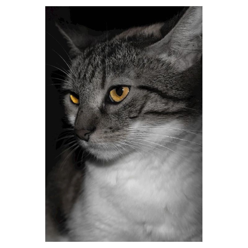 le chat au doux regard