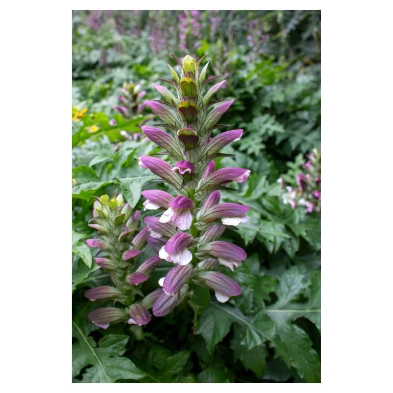 bear's breech in german Dorniger Akanthus