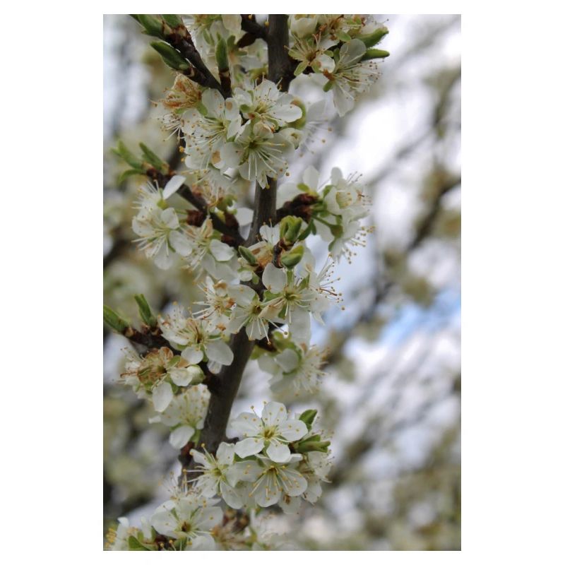 Blühender Baum (Pflaumenbaum)