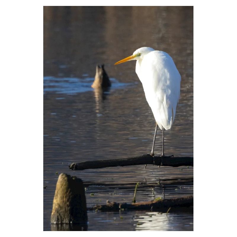 Great egret
