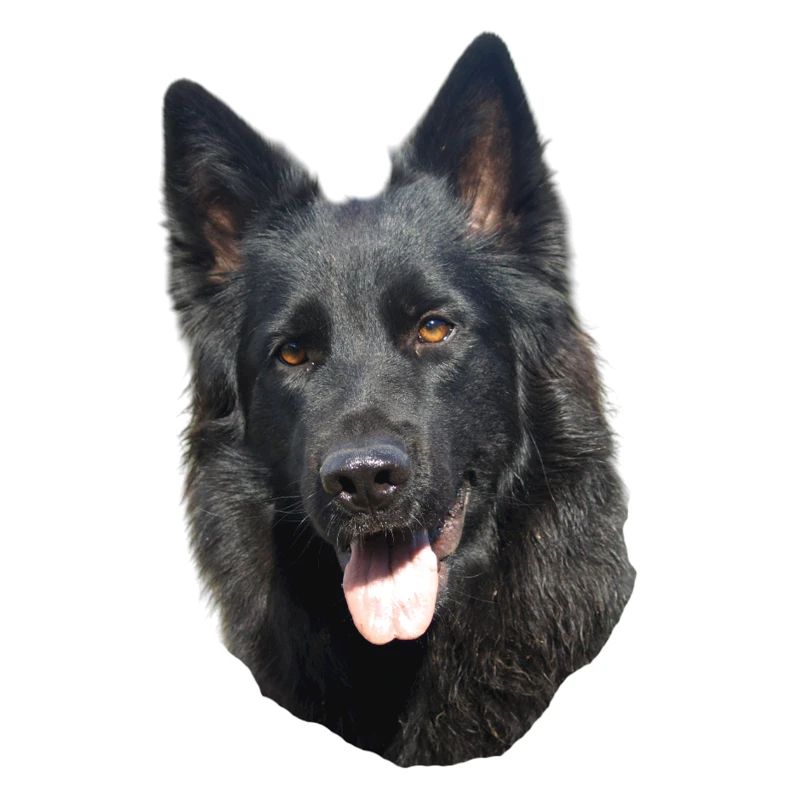 schwarzer Schäferhund Kopf