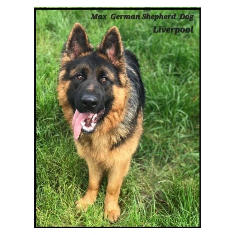 Max German Shepherd, Black & Tan loyal friend