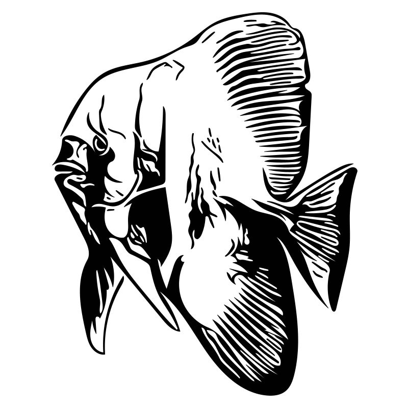 Batfish / Batfish / Vector colors