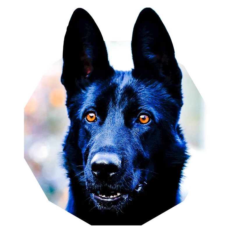 Schäferhund