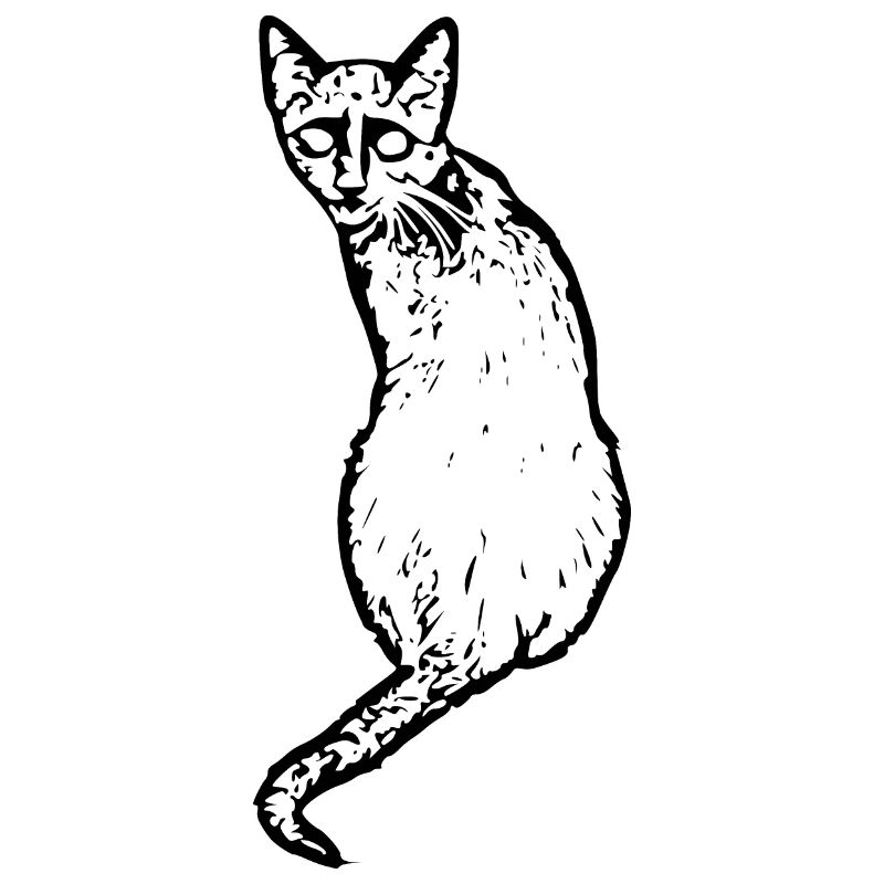 Katze schwarz